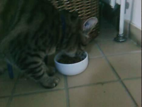 Huskat Miv  - maden smager godt <"3xD billede 9