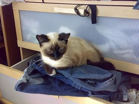 Blanding af racer Sophie *Forsvundet* - *Nyt* billede 14