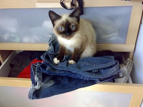 Blanding af racer Sophie *Forsvundet* - *Nyt* billede 15