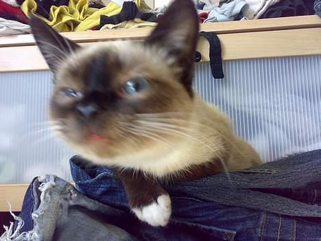 Blanding af racer Sophie *Forsvundet* - *Nyt* Mmm, Snuse, Snuse til fonen. *Ved godt hun har noget med øjet der, ser ikke så godt ud, men det forsvant af sig selv igen i løbet af et døgn* (: billede 16