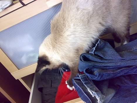 Blanding af racer Sophie *Forsvundet* - Prøve at lege med mors tøj måske? billede 17