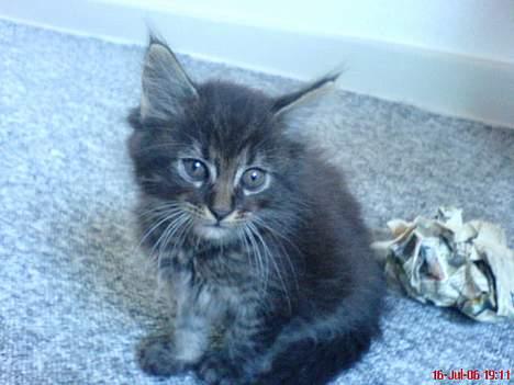 Maine Coon Bobo - Bobo, 8 uger... billede 2