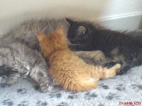 Maine Coon Bobo - Her er Bobo, med sin søster og sin mor... De er ca. 8 uger gamle her... billede 3