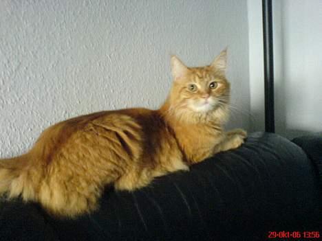 Maine Coon Bobo - Dette er hans søster, Dipsy, som også er oprettet herinde... billede 4