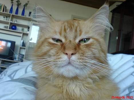 Maine Coon Bobo - Dette er Bobo´s far...Han hedder Monty billede 5