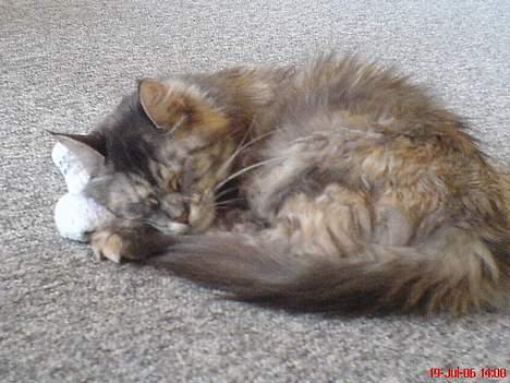 Maine Coon Bobo - Dette er Bobo´s mor, som også har været oprettet herinde, men som er død nu... Misty var hendes navn... billede 6