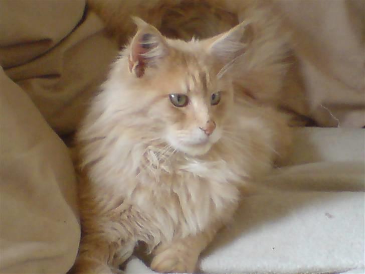 Maine Coon Mountaineer`s vanilla Ice - ja er jeg ikke bare skøn :-) billede 1