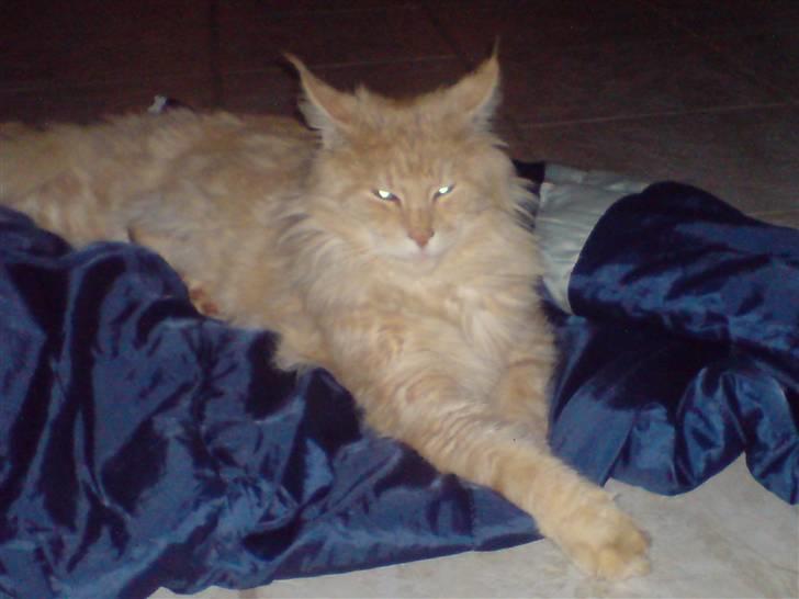 Maine Coon Mountaineer`s vanilla Ice - livet er bare skønt:-) billede 2