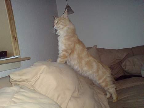 Maine Coon Mountaineer`s vanilla Ice - er der nogen der ude billede 3