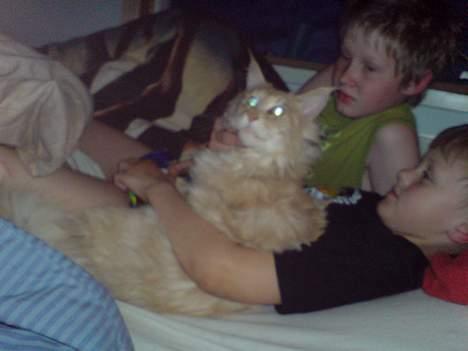 Maine Coon Mountaineer`s vanilla Ice - hov hov DTOP det er jeg sover altså med mine ejere billede 4