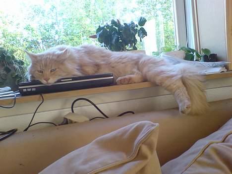 Maine Coon Mountaineer`s vanilla Ice - hmmmm dejlig med en lur i solen  billede 5