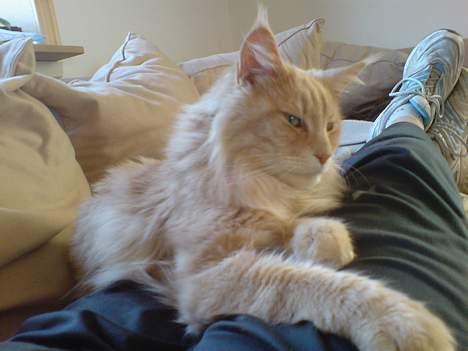 Maine Coon Mountaineer`s vanilla Ice - hygge tid billede 6