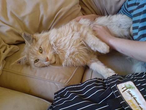 Maine Coon Mountaineer`s vanilla Ice - ja mere åh elsker bare at blive nusset på maven. billede 7