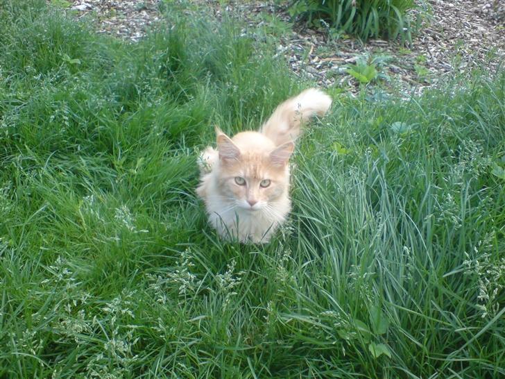 Maine Coon Mountaineer`s vanilla Ice - hov hov jeg tisser altså..... billede 8