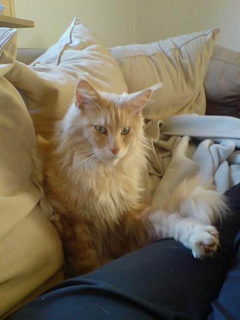 Maine Coon Mountaineer`s vanilla Ice - åh nu kommer min lille prinsesse billede 9