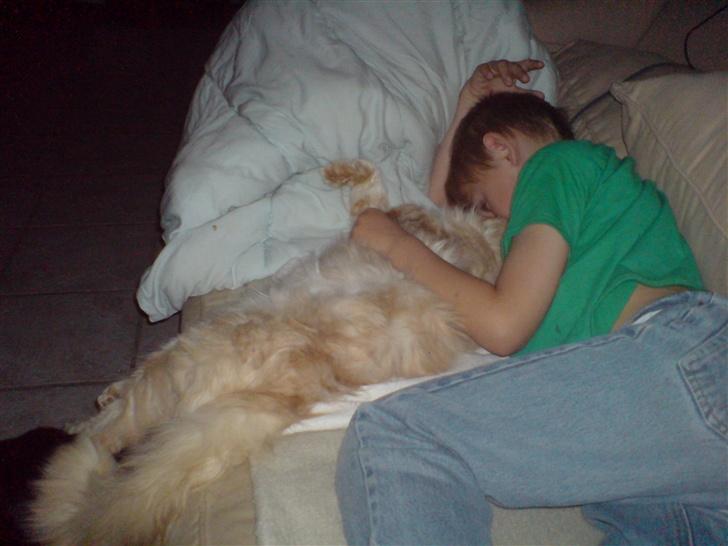 Maine Coon Mountaineer`s vanilla Ice - åh ja nusse tid igen suppppper skønt billede 10