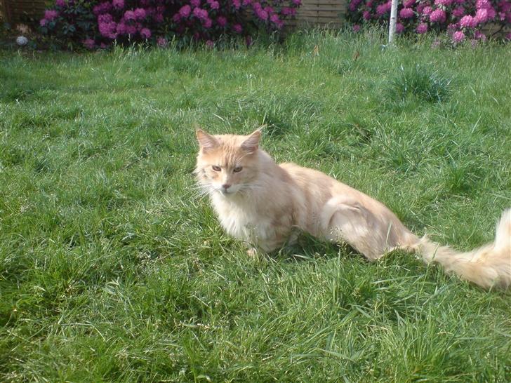 Maine Coon Mountaineer`s vanilla Ice - hmm kommer der nogen???? billede 11