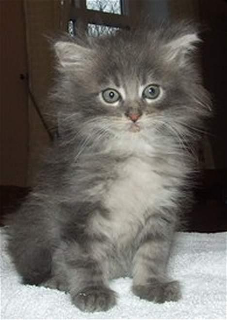 Maine Coon Fister  - 9 uger gammel billede 1