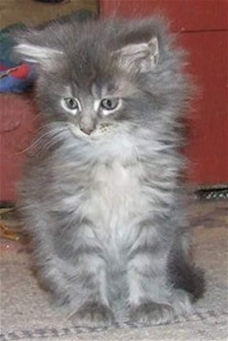 Maine Coon Fister  billede 2