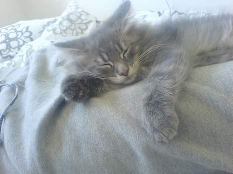 Maine Coon Fister  - 12 uger gammel . billede 3