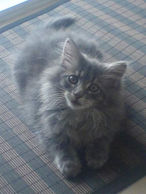 Maine Coon Fister  - 12 uger gammel billede 4