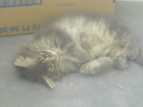 Maine Coon Fister  - 12 uger gammel billede 5