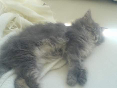 Maine Coon Fister  - 12 uger gammel billede 6