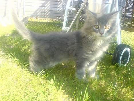 Maine Coon Fister  - 13 uger gammel billede 7