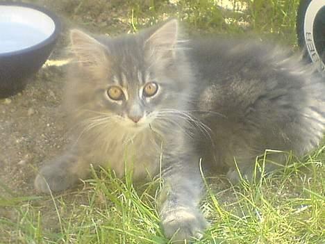 Maine Coon Fister  - 13 uger gammel billede 8