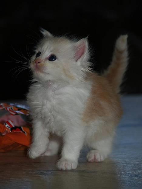 Maine Coon artur - her er han 3 ugre billede 1