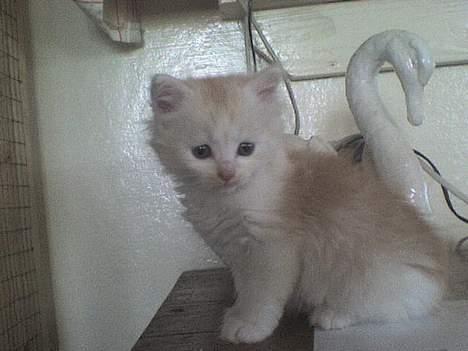 Maine Coon artur - 4 uger billede 2