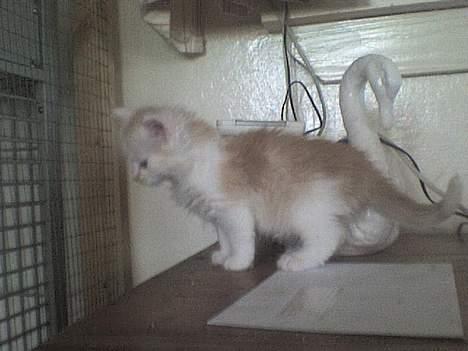 Maine Coon artur - 4 billede 3