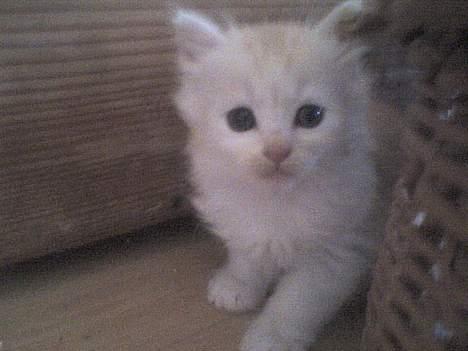 Maine Coon artur - 4 uger billede 4