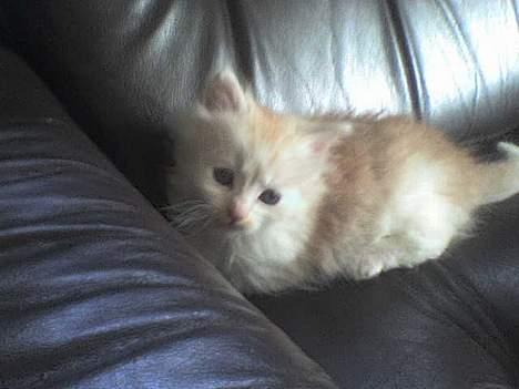 Maine Coon artur - 4 uger billede 5