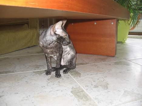 Cornish Rex poisen Ivy billede 1