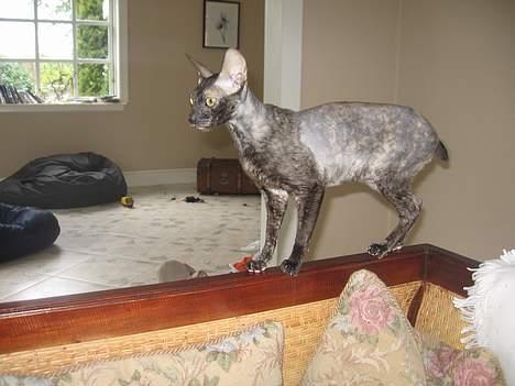 Cornish Rex poisen Ivy billede 2