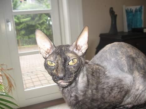 Cornish Rex poisen Ivy billede 3
