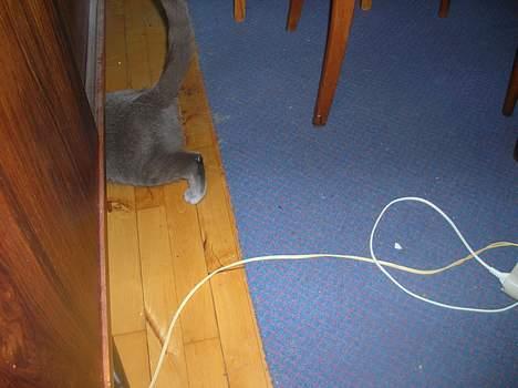 Huskat Frederik  *DØD* - jeg gemmer mig for fotografen.. (som ikk er mig, men en der hedder sara) billede 2