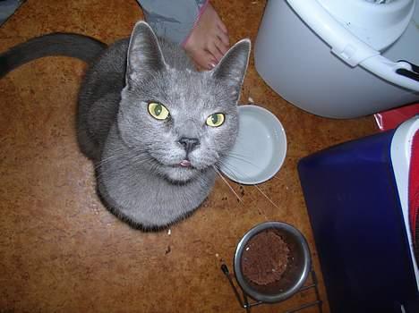 Huskat Frederik  *DØD* - jeg er en stolt mis.. billede 3