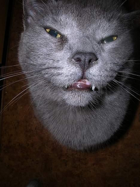 Huskat Frederik  *DØD* - og her ligner jeg en der lige har røget noget der ikke var så sundt. billede 4