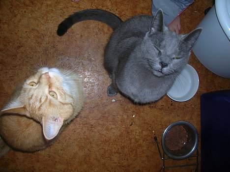 Huskat Frederik  *DØD* - frederik og Garfield, bedste venner... billede 5