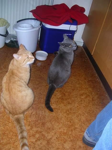 Huskat Frederik  *DØD* - så sultne... billede 6