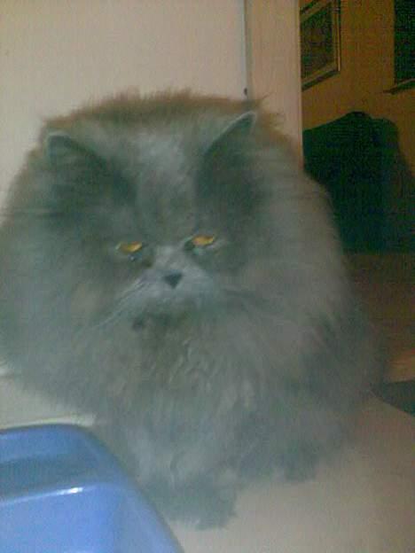 Perser monz billede 6