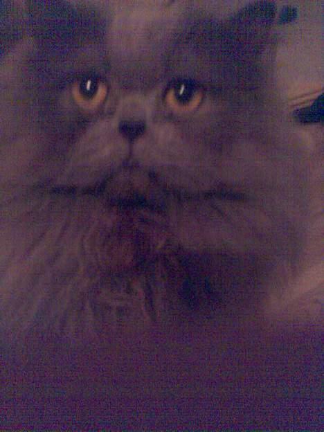 Perser monz billede 7