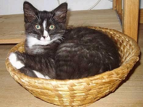 Norsk Skovkat CH. Fylla( kaldes April) - 10 uger gammel, for vi fik hende billede 11