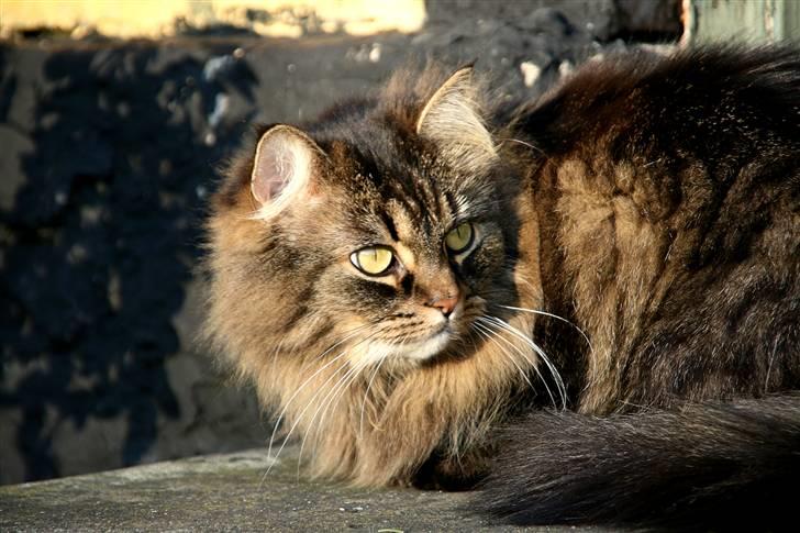 Norsk Skovkat Blanding - Sæla - Den farlige tiger på jagt! billede 16