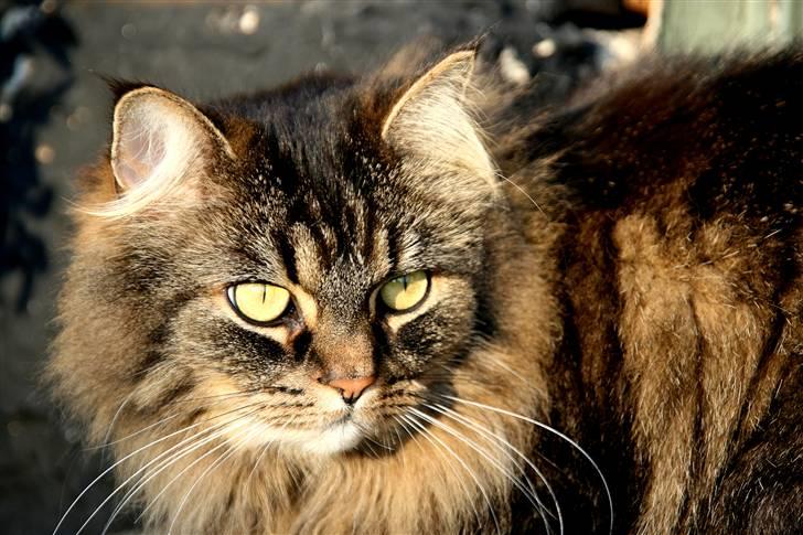 Norsk Skovkat Blanding - Sæla billede 17