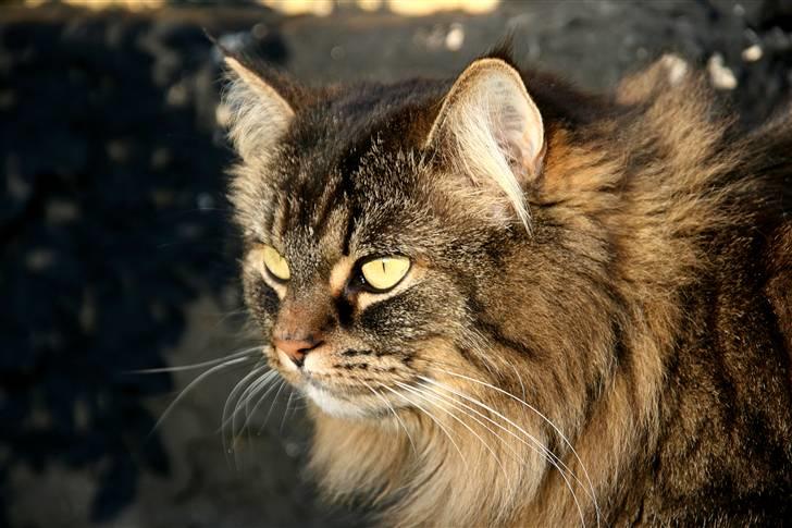 Norsk Skovkat Blanding - Sæla billede 18