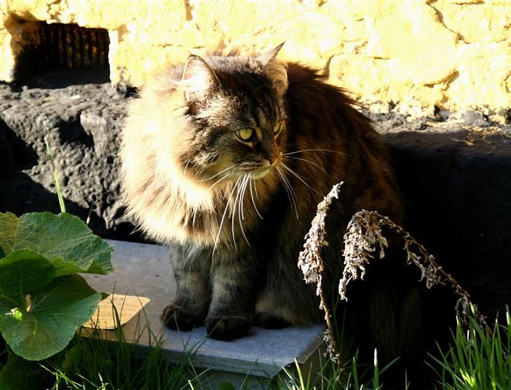 Norsk Skovkat Blanding - Sæla billede 19