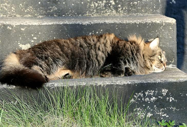 Norsk Skovkat Blanding - Sæla - Tak for kigget! - Nat nat billede 20